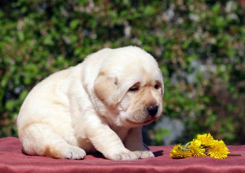 newborn happy yellow labrador puppy in spring with dandelions