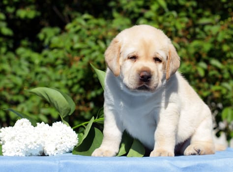 happy yellow labrador puppy in spring with flowers