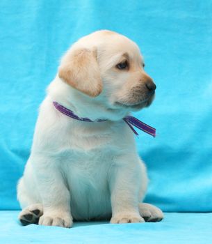 yellow labrador puppy sitting on blue background close up