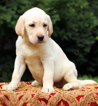 yellow labrador puppy sitting on the table close up