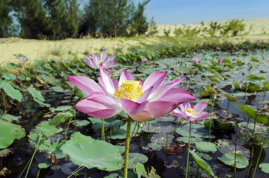 Flowers of Nelumbo Nucifera. Genus of aquatic plants with large, showy flowers resembling water lily.