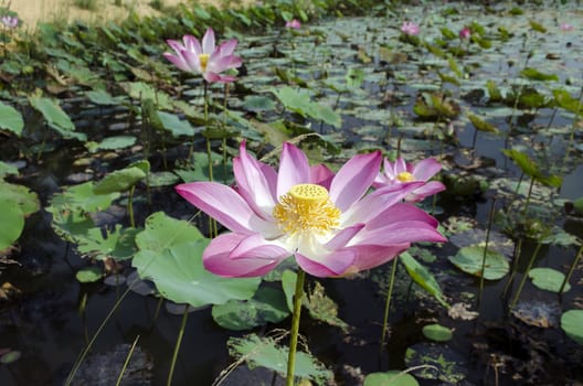 Pond of Nelumbo Nucifera Flowers. Genus of aquatic plants with large, showy flowers resembling water lily.