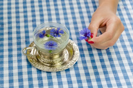 female hand hold one fresh cornflower blossom. Organic herbal tea cup