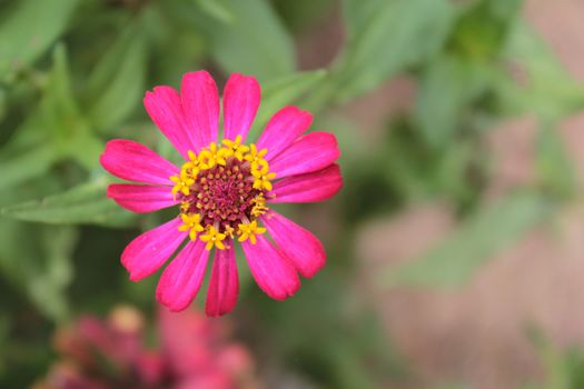 pink zinnia in the garden