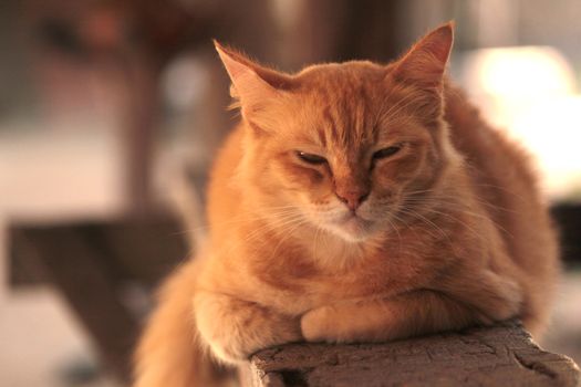 orange bengal cat