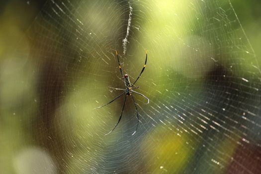 spider on web with bokeh