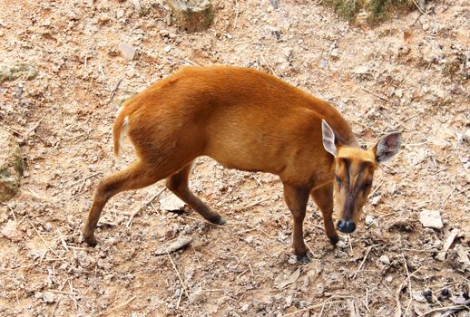 Picture of barking deer in Chiang Mai Zoo, Thailand.