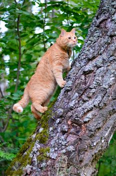 Red cat preys on the tree in the forest