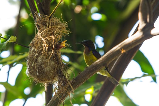 Bird (Olive-backed Sunbird) feeding new born chicks