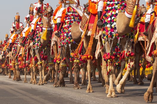 Soldiers of the Indian Border Security Force riding their camels down the Raj Path in preparation for the annual Republic Day Parade