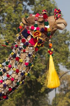 Camel of the Indian Border Security Force parading down the Raj Path in preparation for the annual Republic Day Parade
