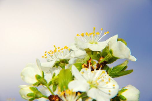 white mirabelle plum blossoms macro in springtime