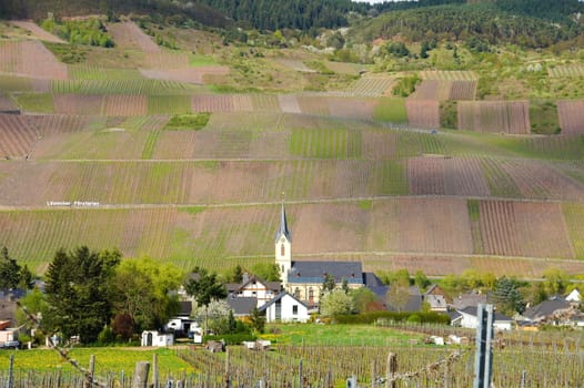 wine village Lösnich on the Moselle river in the spring, the landscape begins to be only green