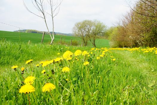 green spring landscape with lane and dandelions from the frog perspective