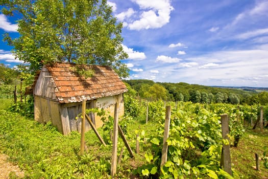 Mud cottage in hill vineyard, Prigorje region, Croatia