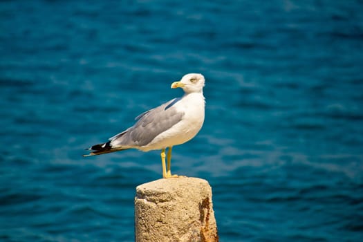 Sea gull water surface portrait, horizontal view