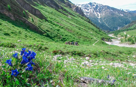 flowers in the Alps in summer