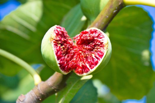 Ripe fig on the tree, green leaf background