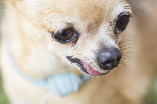 Close up picture face of chihuahua