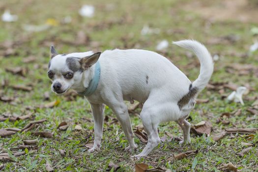 Female chihuahua urinating in the grass