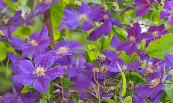 Clematis flower on a fence in garden