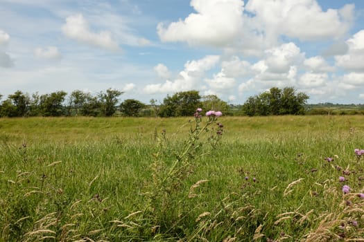 A thistle plant amoung lush grass marshland with trees and a blue sky with cloud in the distance.