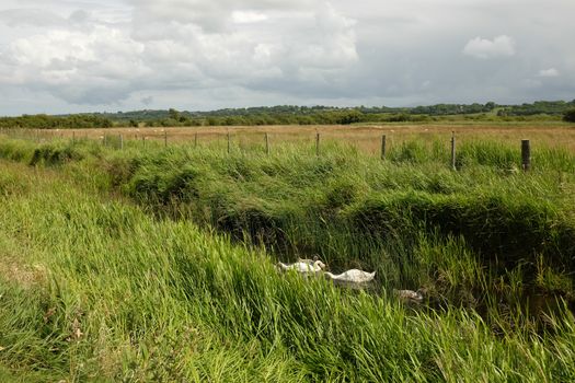 A marsh landscape with reeds and a river with swans and cygnets leading to a field with sheep.
