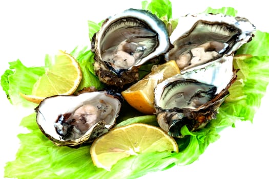 Lots of oysters on a dish with lemon and vegetables