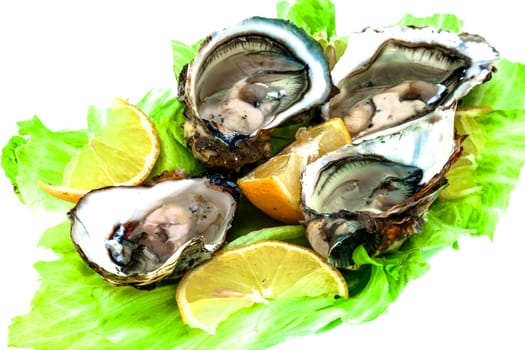 Lots of oysters on a dish with lemon and vegetables