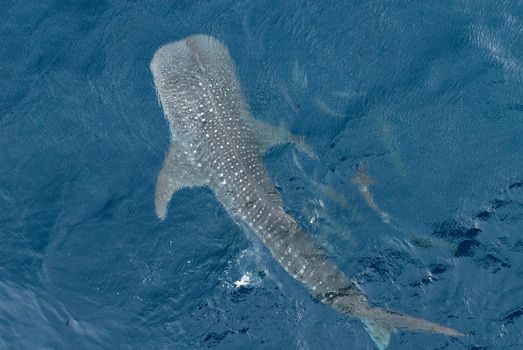 Large Whale shark from top view
