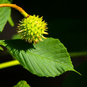 Young green chestnut in green prickly coat hanging on the tree