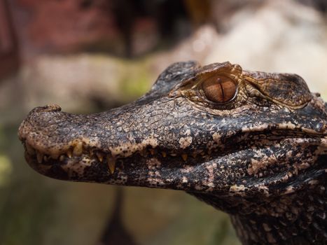 Detailed view of caiman's head (Caiman crocodilus)