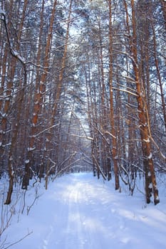 Winter landscape in forest with pines