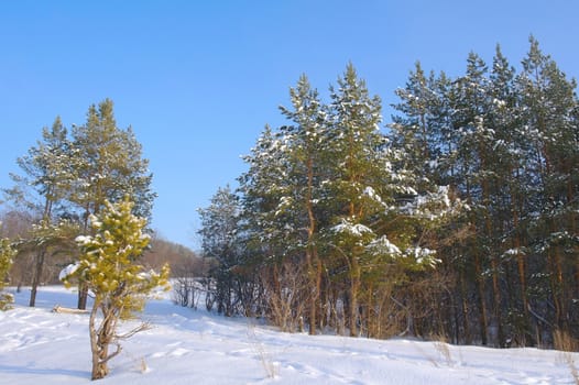 Winter landscape, forest with pines