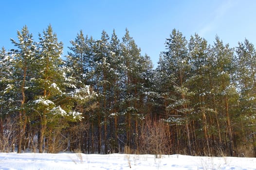 Winter landscape, forest with pines