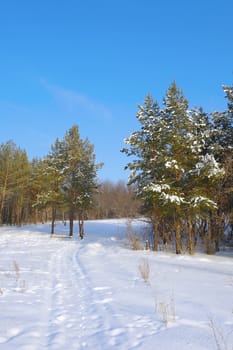 Winter landscape, forest with pines