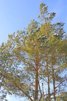 Winter pine on blue sky