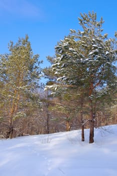 Winter landscape with pines, snow and blue sky