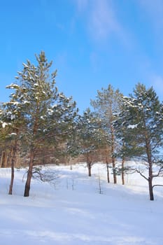 Landscape in winter forest, pines, snow and blue sky