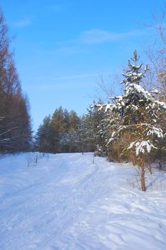 Landscape in winter forest, trees, snow and blue sky