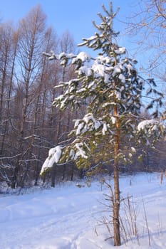 Landscape in winter forest, pine, snow and blue sky