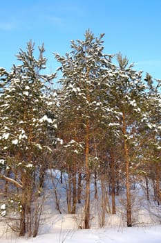 Winter forest witn pines, blue sky