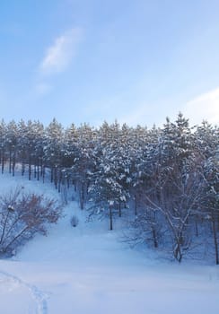Winter forest with pines on the mountains
