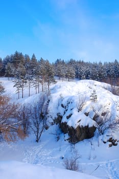 Winter forest with pines on the mountains