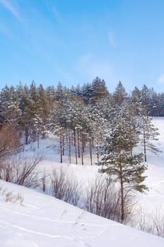 Winter forest with pines on the mountains