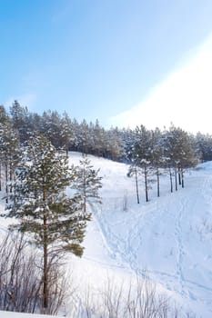 Winter forest on the mountains