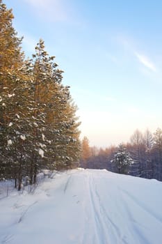 Evening winter landscape in forest with pines