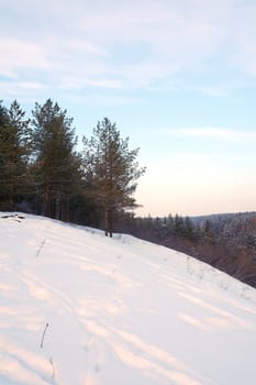 Evening winter landscape in forest with pines on the mountains