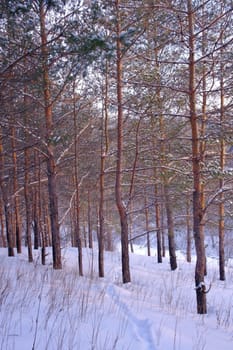 Evening winter landscape in forest with pines on the mountains