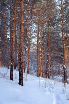 Evening winter landscape in forest with pines on the mountains